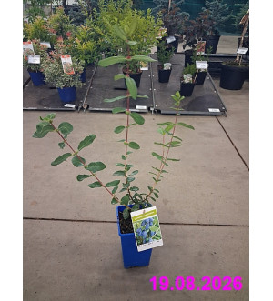 Lonicera kamtschatica 'Jugana' RP 1,6 L